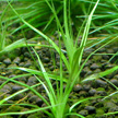 Eriocaulon Aquaticum