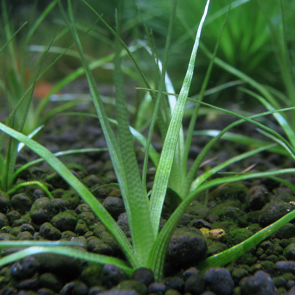 Eriocaulon Aquaticum